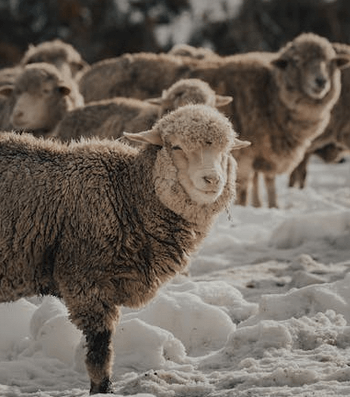 Merino sheep