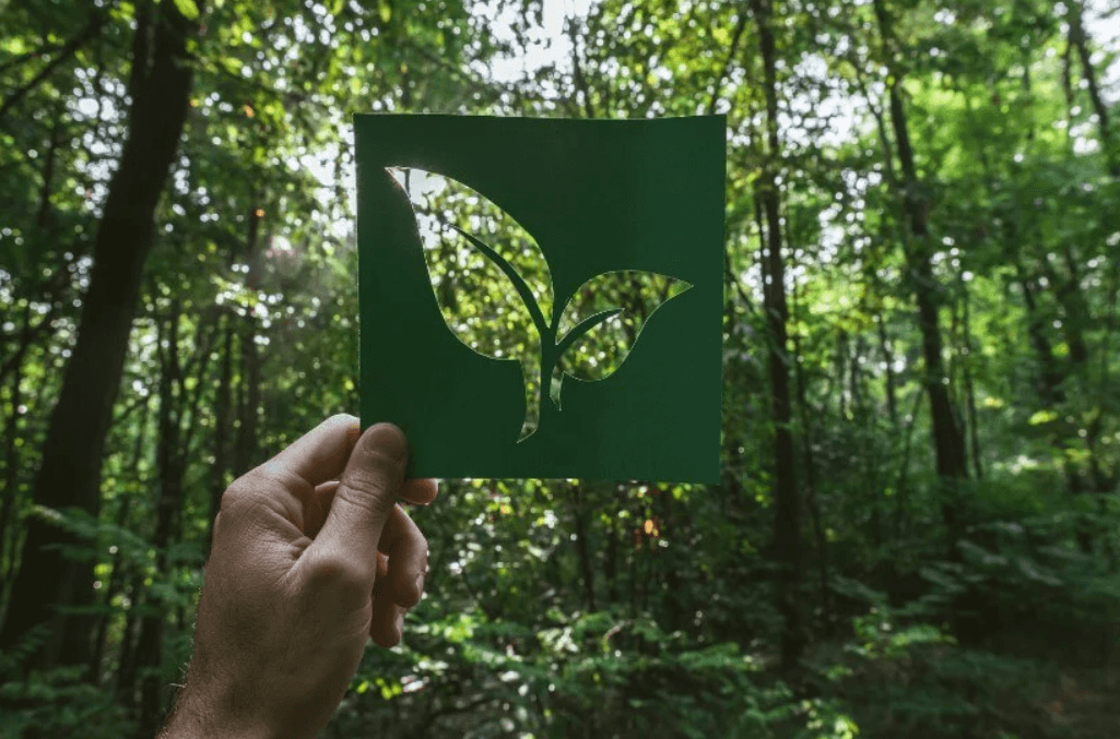 A lead design in front of the woods, symbolizing textile sustainability