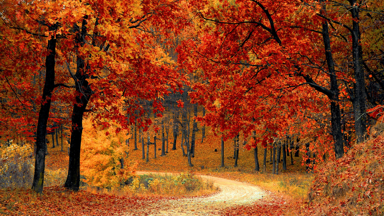 A path through the woods surrounded by falling orange leaves