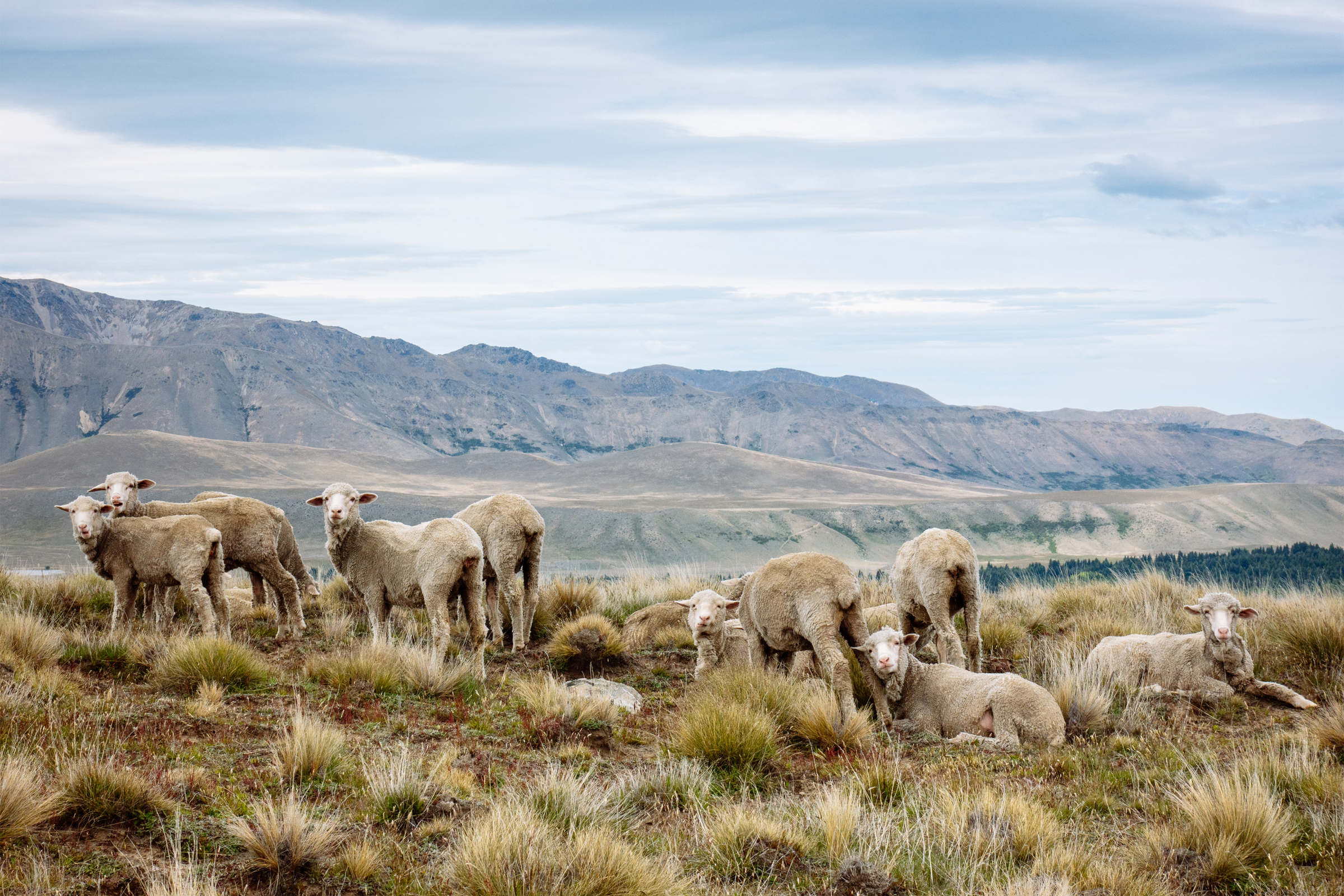 Sheep grazing on a mountainside.
