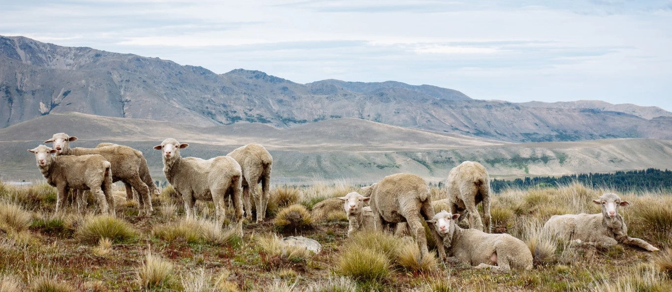 flock of sheep grazing in a mountain valley